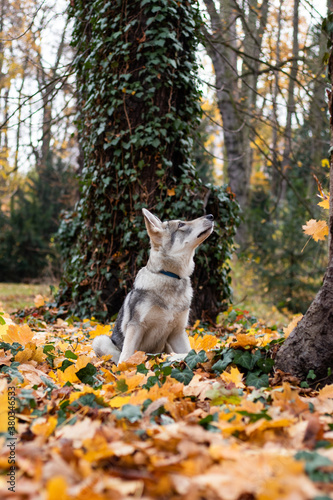 Wolf puppy in autumn leafs