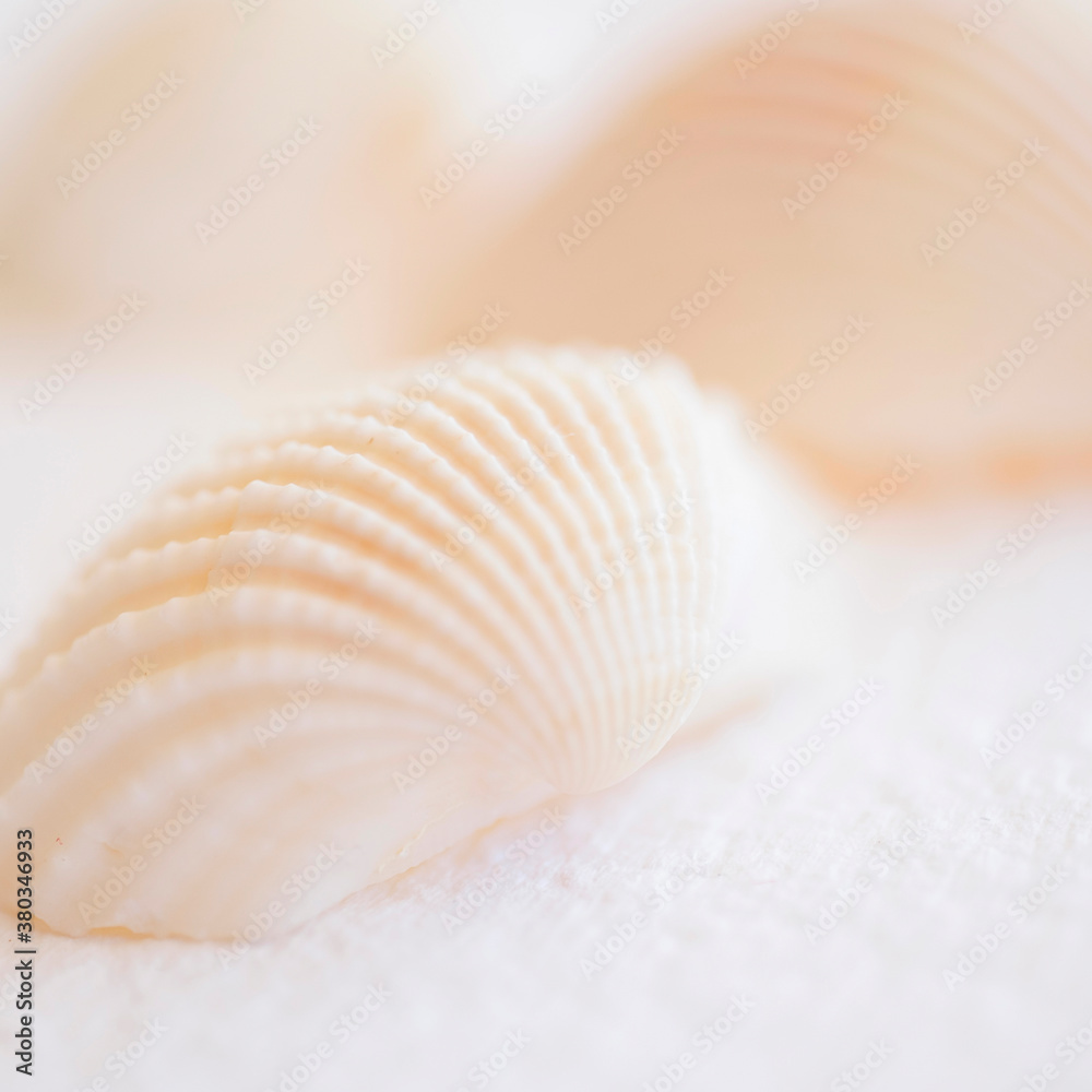Studio shot of seashell Studio shot of seashell