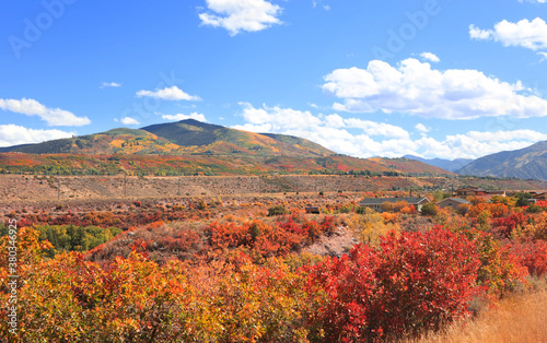 Colorful bushes during autumn time near Aspen, Colorado 