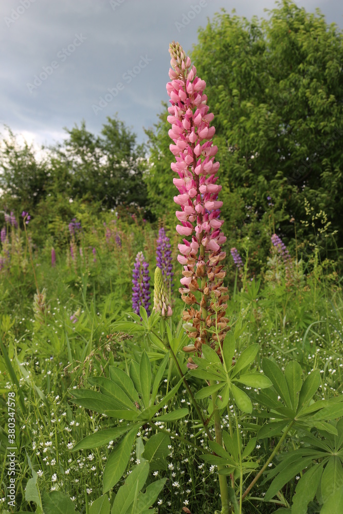 
Water drops remain on  lupine flowers after a summer rain