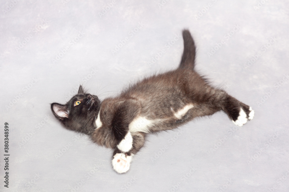 Black kitten on a gray background Black kitten on a gray background