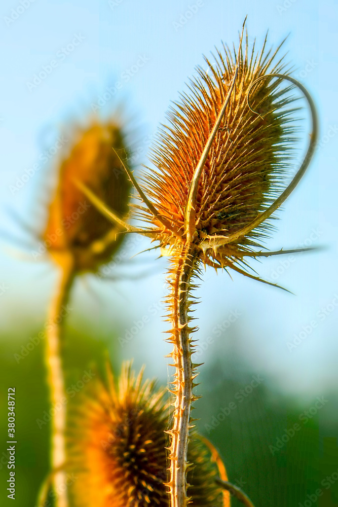 Obraz premium Forest villi, heads with seeds, dry plant against the blue sky, mode lighting.