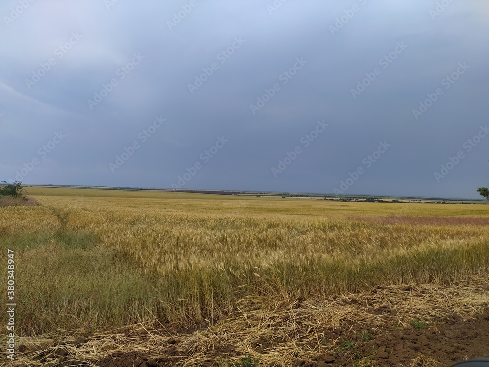 field of wheat field of wheat