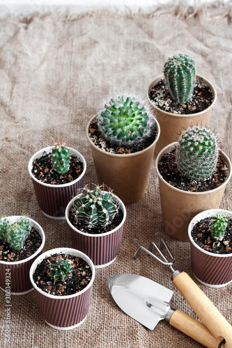 Cactus and succulent plants collection in paper cups. Home garden