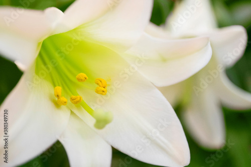 Detail of lily flower photo