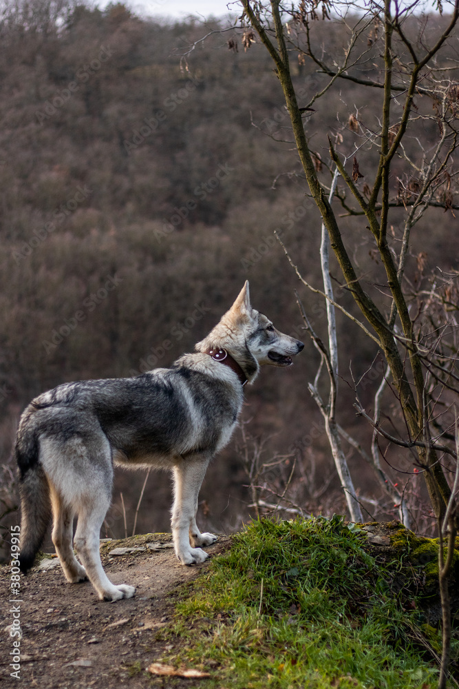 Wolf puppy in woods