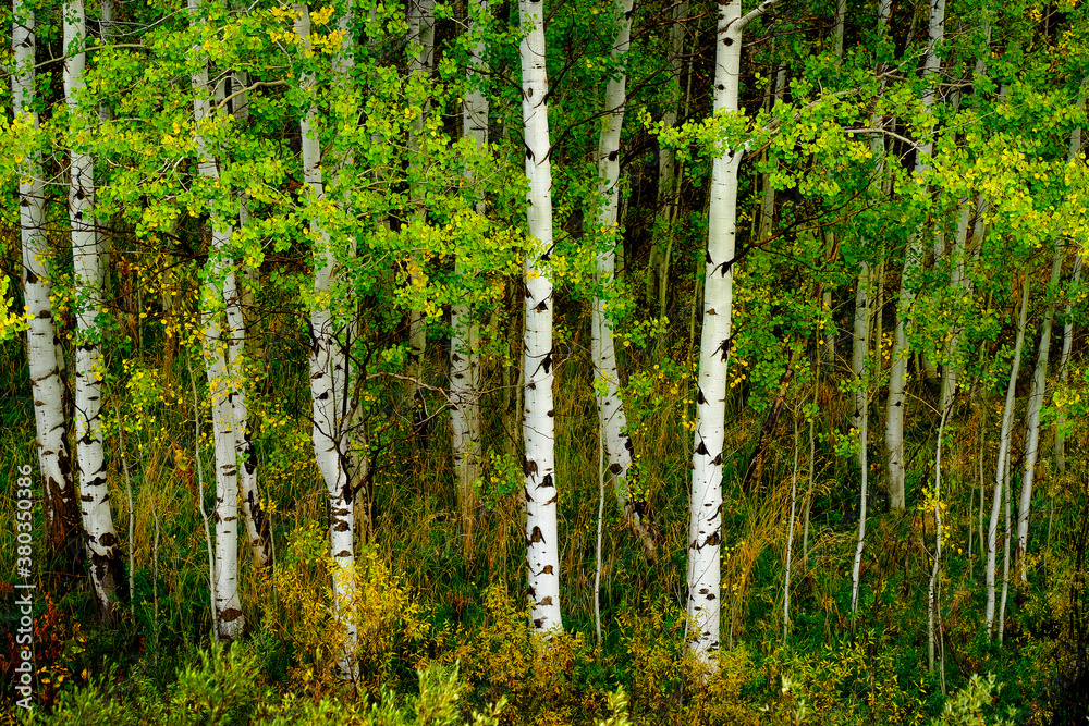 Obraz premium Aspen Trees in Fall with Colors Lush Forest Birch
