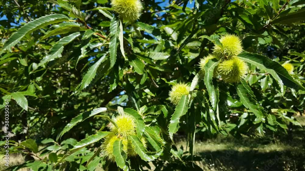 Sweet chestnuts in husks growing on brunches of chestnut tree Sweet chestnuts in husks growing on brunches of chestnut tree