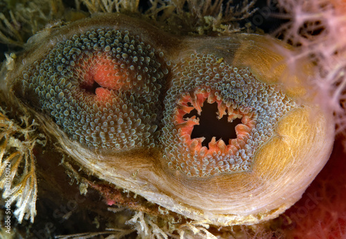 Northwest Ugly Clam, Entodesma navicula photo