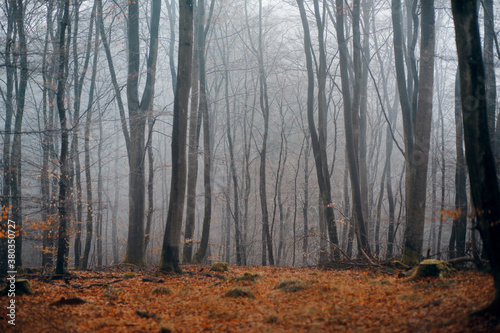 foggy forest in autumn. Landscape with woods, leaf fall