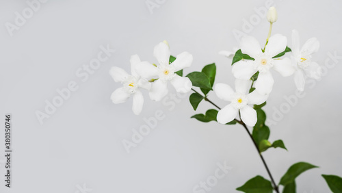 A bunch of white Wrightia flowers with a few leaves on grey background
