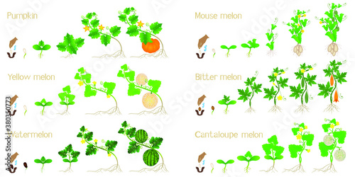 Set of growth cycles of agricultural crops on a white background.