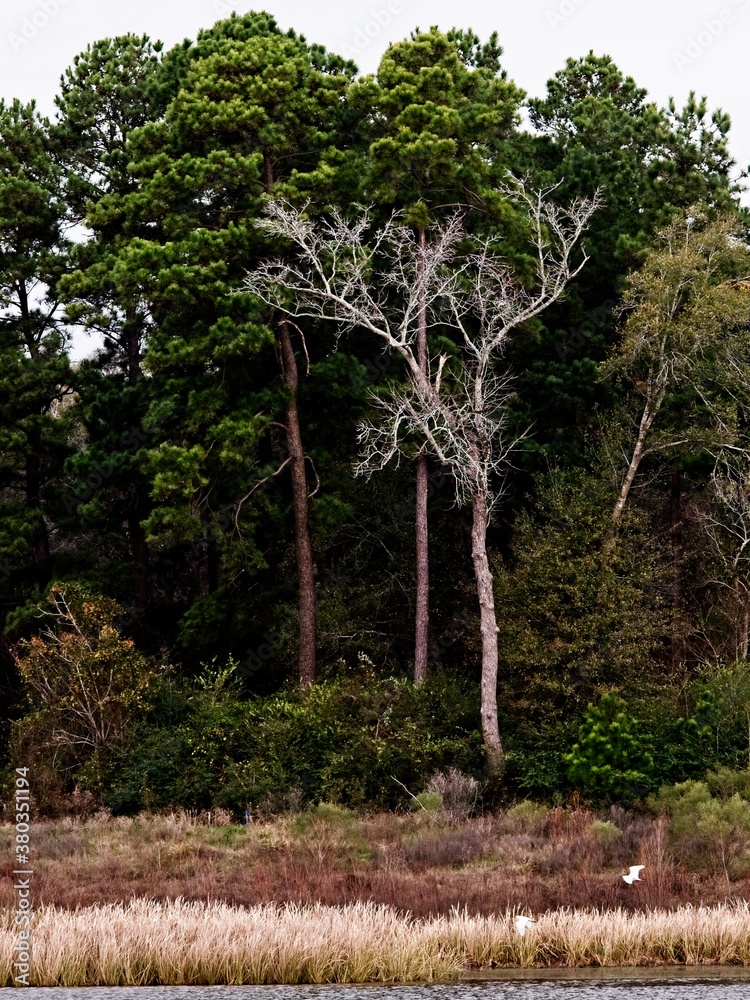 Fototapeta premium Dead Tree with Green Background