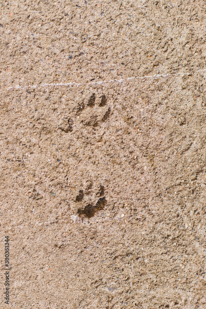 Two tracks of a dog or cat on the background of a cement-concrete floor. Abstract texture of an animal's footprint. Two tracks of a dog or cat on the background of a cement-concrete floor. Abstract texture of an animal's footprint.