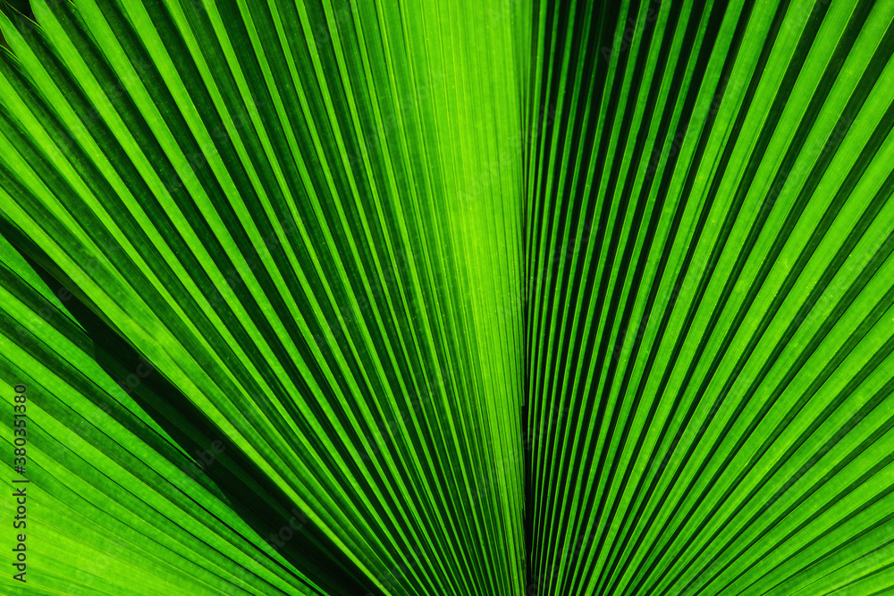 Close-up of palm leaf Close-up of palm leaf