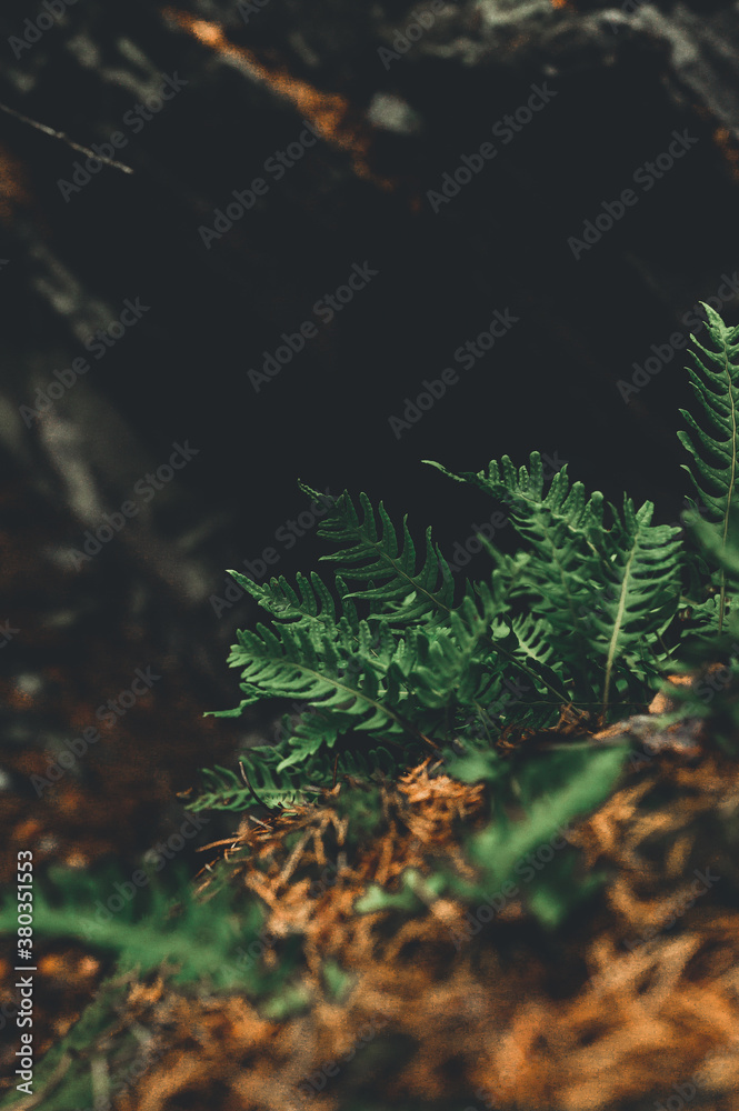 Small green ferns growing near a rock