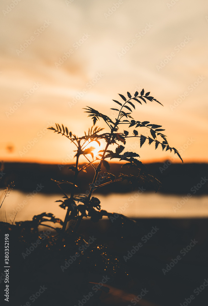 Fototapeta premium Shilouette of a plant in a golden sunset