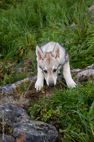 Wolfdog puppy playing in grass