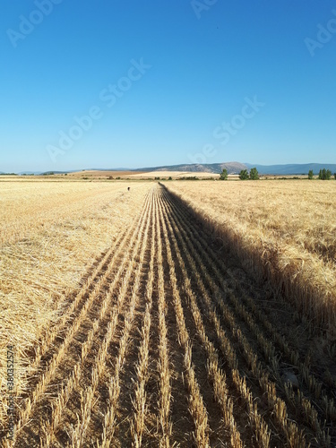 Campos