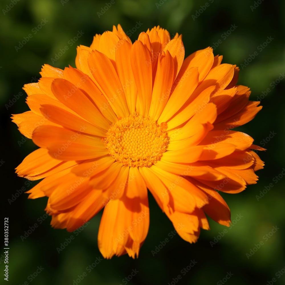 Marigold flower. Marigold flower.