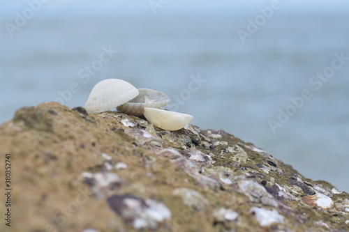 Shells on the rocks at the beach for design