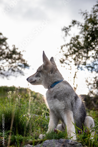 Wolfdog puppy in grass