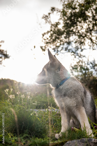 Wolfdog puppy in grass