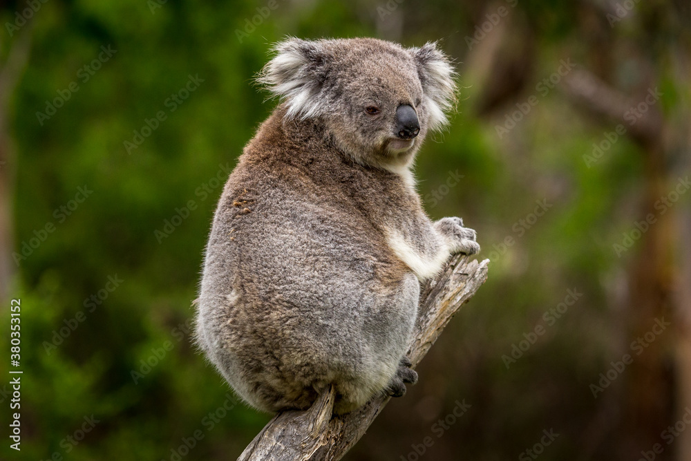 Fototapeta premium a koala perched on a branch in a forest along the Great Ocean Road, Victoria, Australia