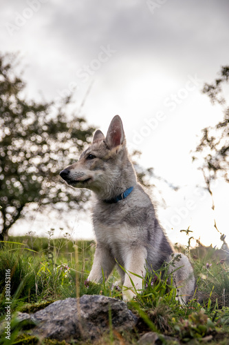 Wolfdog puppy in grass