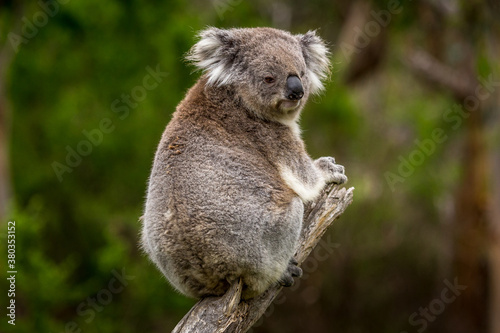 Fototapeta Naklejka Na Ścianę i Meble -  a koala perched on a branch in a forest along the Great Ocean Road, Victoria, Australia