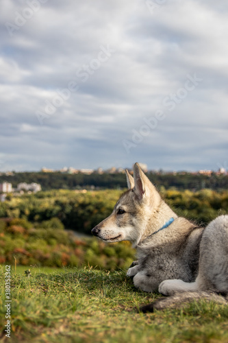 Wolfdog puppy looking at city