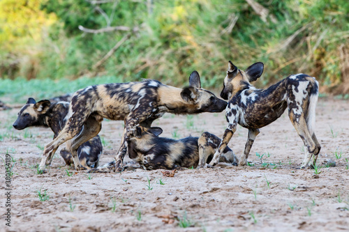 African wild dog playing in the dry riverbed of the Mkuze River in Zimanga Game Reserve in South Africa