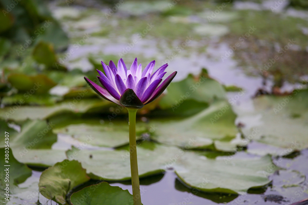 The beautiful lotus in the pond in the morning. The beautiful lotus in the pond in the morning.