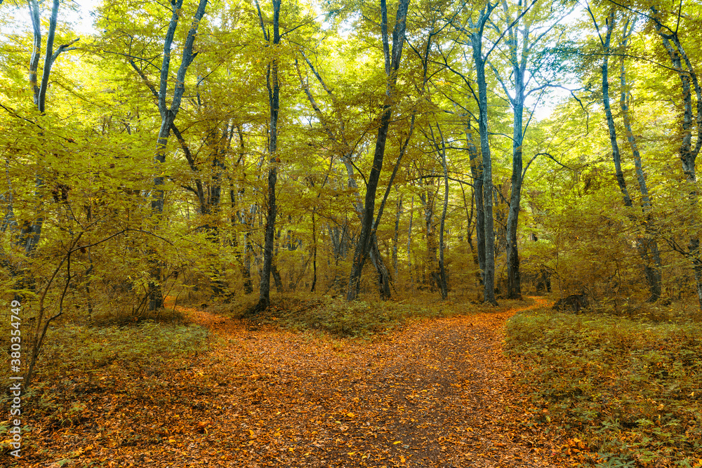 Dense forest in the middle of autumn Dense forest in the middle of autumn