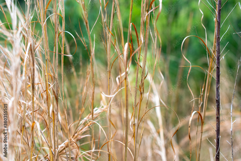 Fototapeta premium Tall meadow grass in the morning sunlight with a green grassy background ~A MEADOW'S SPLENDOR~