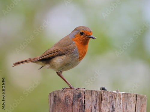 robin on a fence © psquiddy