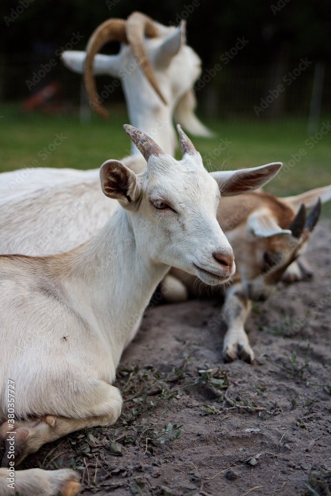 Alpine & Nubian goats on a small farm in Ontario, Canada. Alpine & Nubian goats on a small farm in Ontario, Canada.