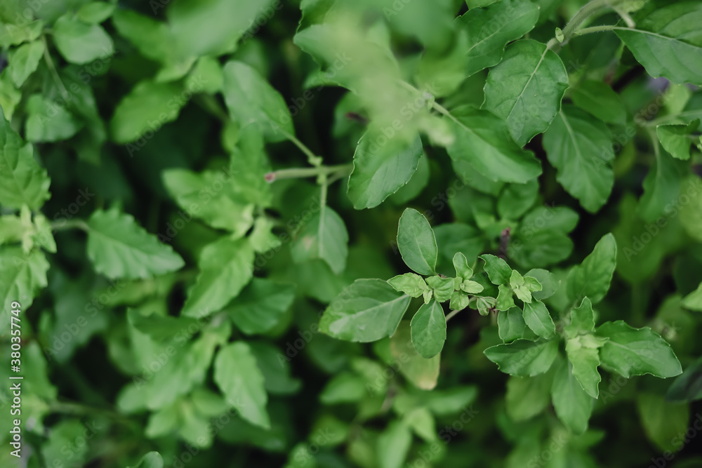 Green leaves pattern background. Basil leaf. Natural leaf blurred background and wallpaper. Dark green tone background Green leaves pattern background. Basil leaf. Natural leaf blurred background and wallpaper. Dark green tone background