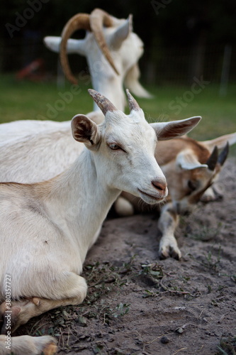 Alpine & Nubian goats on a small farm in Ontario, Canada. 