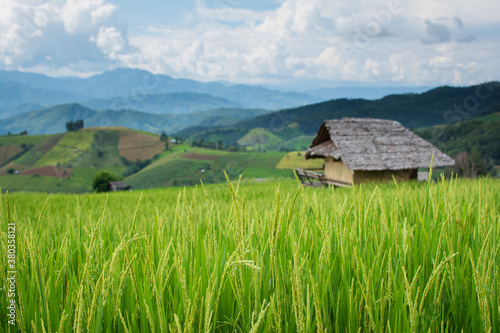 Green rice field with house back ground in Pa Bong Peang thailand
