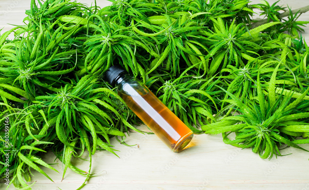 Fototapeta premium Cannabidiol oil in a glass bottle ,CBD oil hemp products, Cannabis Marijuana herb and leaves for treatment, Extract from hemp oil,. Herbs, medical marijuana cannabis.