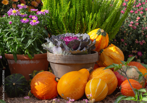 Autumn decoration with thanksgiving orange pumpkins and flowers. Autumn, fall, halloween concept. Halloween or Thanksgiving background. Decor of Thanksgiving day.