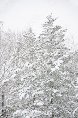 View of snowcapped trees