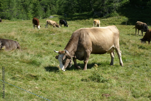 Group of cows grazing in a mountain field in the Italian Alps