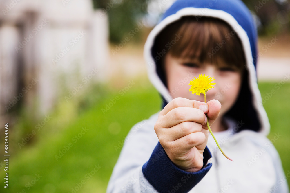 Boy (6-7) holding dandelion