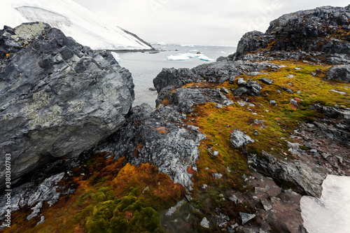 Polar vegetation photo