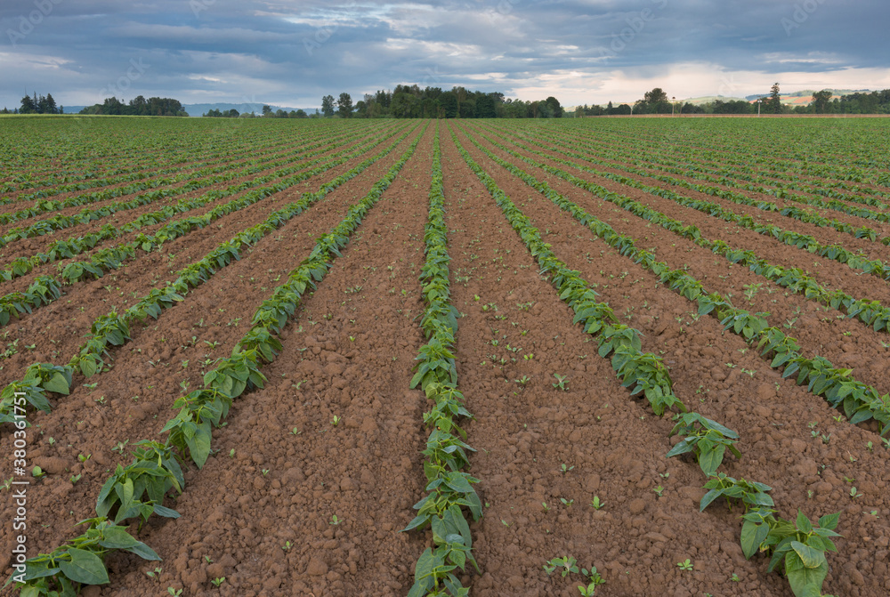 Bean field in diminishing perspective Bean field in diminishing perspective