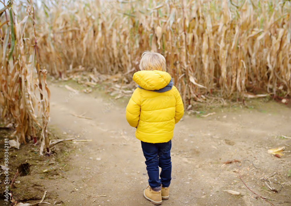 Preschooler child walking among the dried corn stalks in a corn maze.
