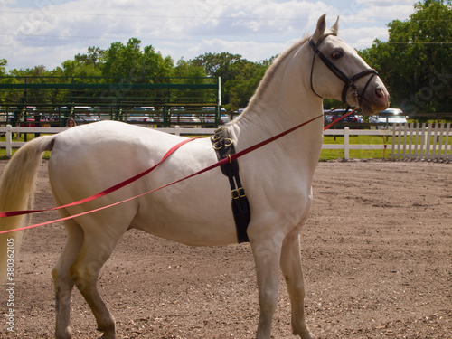 Vászonkép royal lipizzan in training