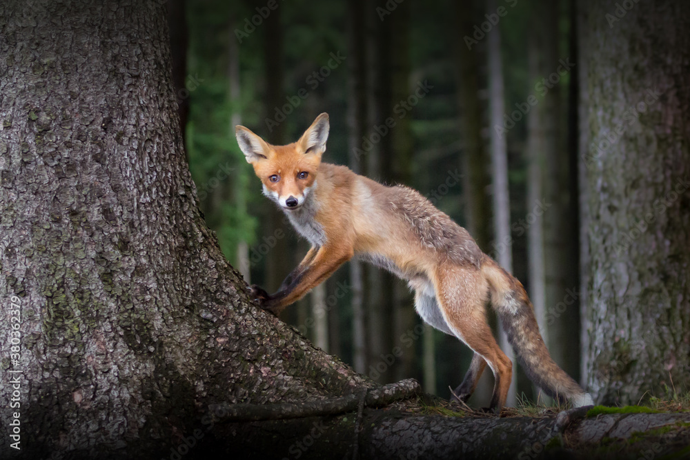 Aufmerksamer Fuchs